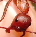 Une fourmis