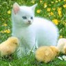 image chat blanc