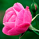 image avatar fleur rose