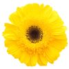 fleur marguerite jaune