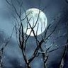 des branches et la pleine lune
