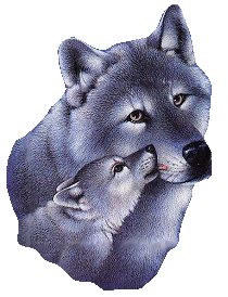 image de loup et chien