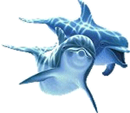 clipart dauphin sous l'eau