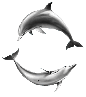 deux dauphins qui jouent