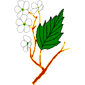 clipart fleur blanche