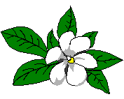 image clipart petite fleur blanche avec feuille verte