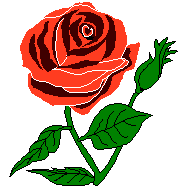 illustration de rose rouge avec bouton