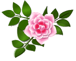 une rose de la couleur rose et ses feuilles