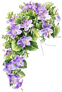 Fleur vivace et violette