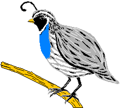 illustration oiseau gris et bleu