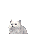 gif chaton blanc
