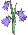 Gifs animes fleurs violette