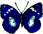 image papillon bleu avec effet blanc