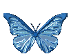 illustration papillon bleu tres beau