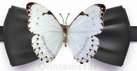 Gif noeud papillon blanc
