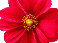 Image fleur animee