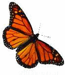 image gif papillon