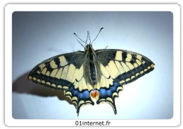 Image Papillon