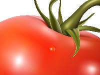 Une tomate legume fruit frais