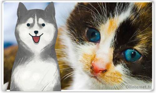 chat photo et dessin de chien