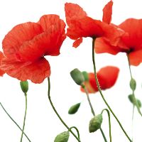 image coquelicot rouge