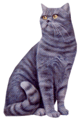 Clipart chat gris qui regarde