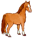 illustration clipart petit cheval