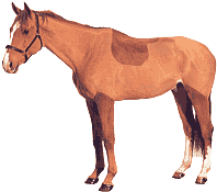 image logo cheval