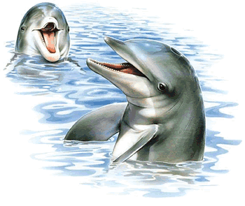 clip art dolphin