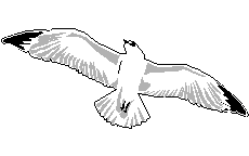 Image oiseau blanc en plein air