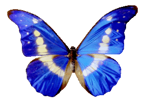 image gros papillon bleu
