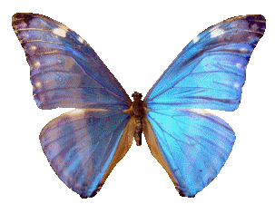clipart papillon pour illustrer