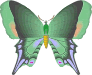 image de papillon vert