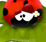 Coccinelle sur une feuille