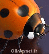 Gif anime coccinelle