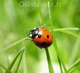coccinellidae