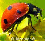 la petite coccinelle