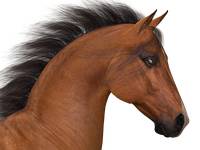cheval horse