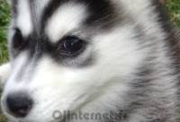 Image de chien husky