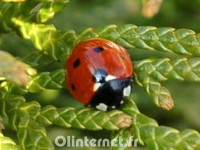 Gif anime coccinelle