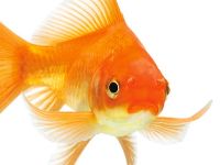 Un poisson rouge