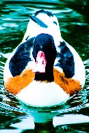 photo canard drole