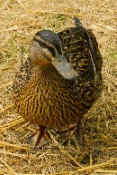 fond d'ecran canard mignon